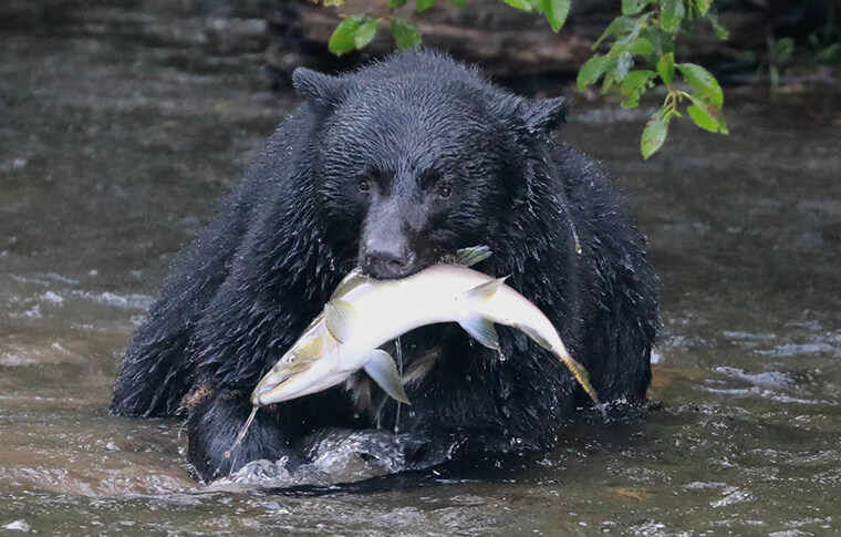 Black Bear, Vancouver Island, BC