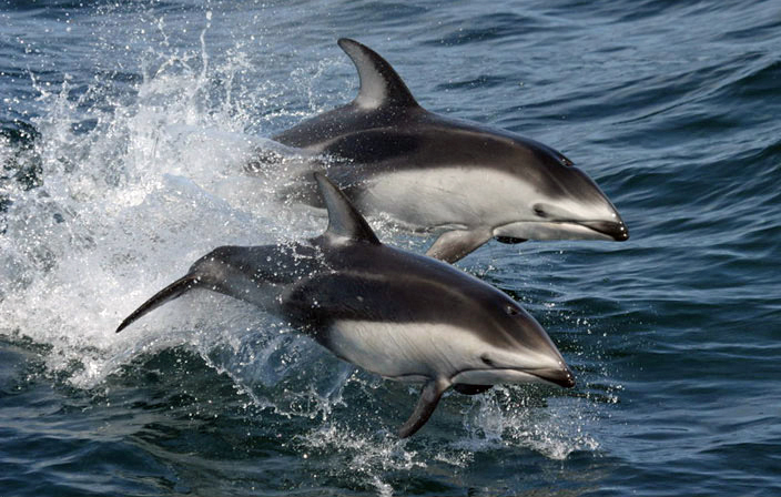 Pacific White-sided dolphins
