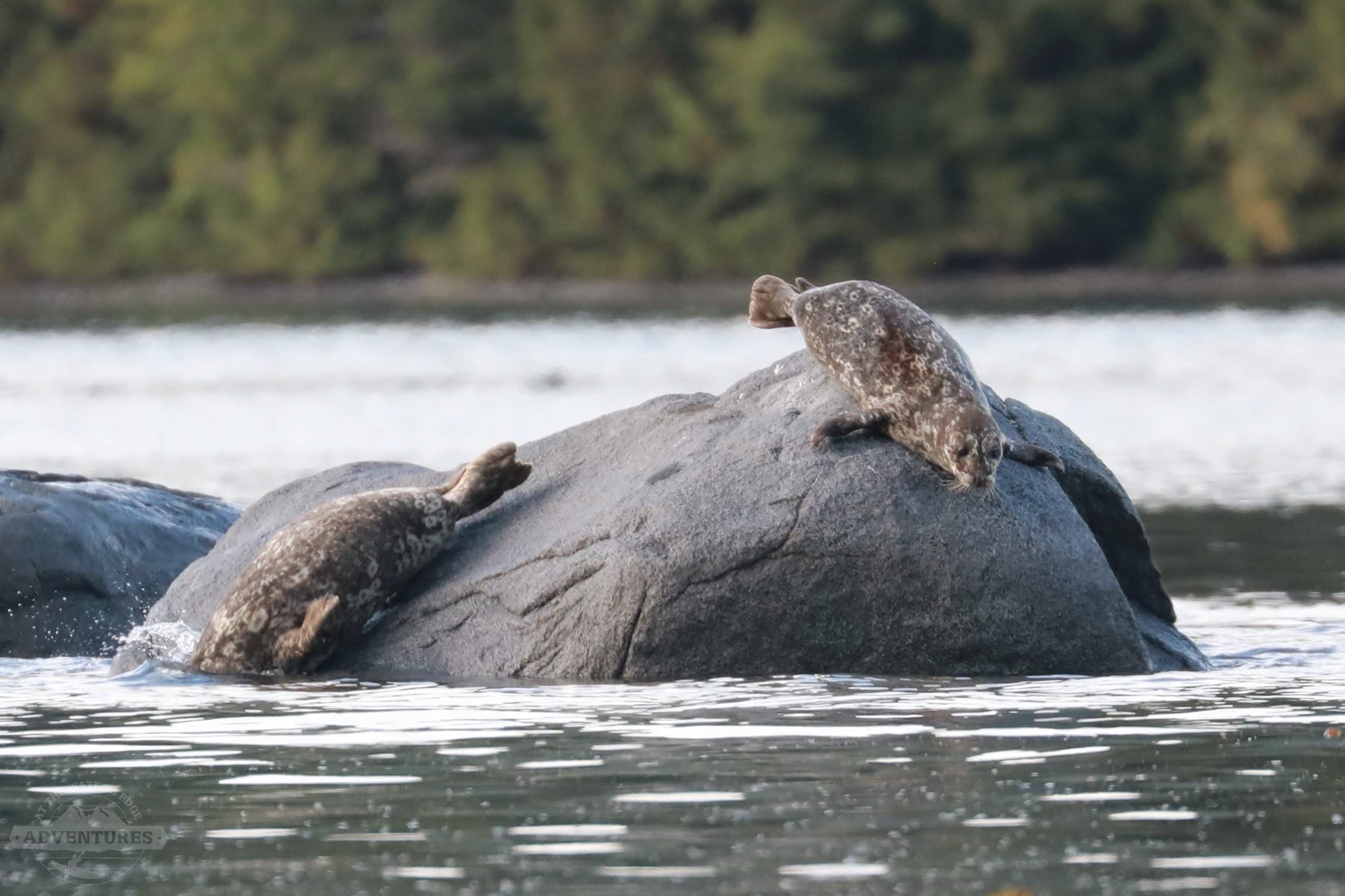 Harbour Seals, Johnstone Strait, BC